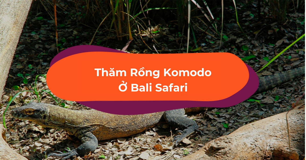 Vi Vu Bali Safari, Nhà Của Các Bé Rồng Komodo Đáng Yêu