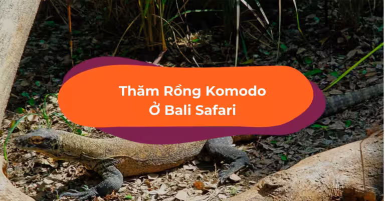 Vi Vu Bali Safari, Nhà Của Các Bé Rồng Komodo Đáng Yêu 2020