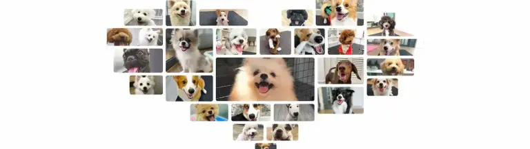 Thefang 1 Dịch vụ chăm sóc cún toàn diện Lưu trú - Grooming - Huấn luyện cơ bản & WC đúng khay tã